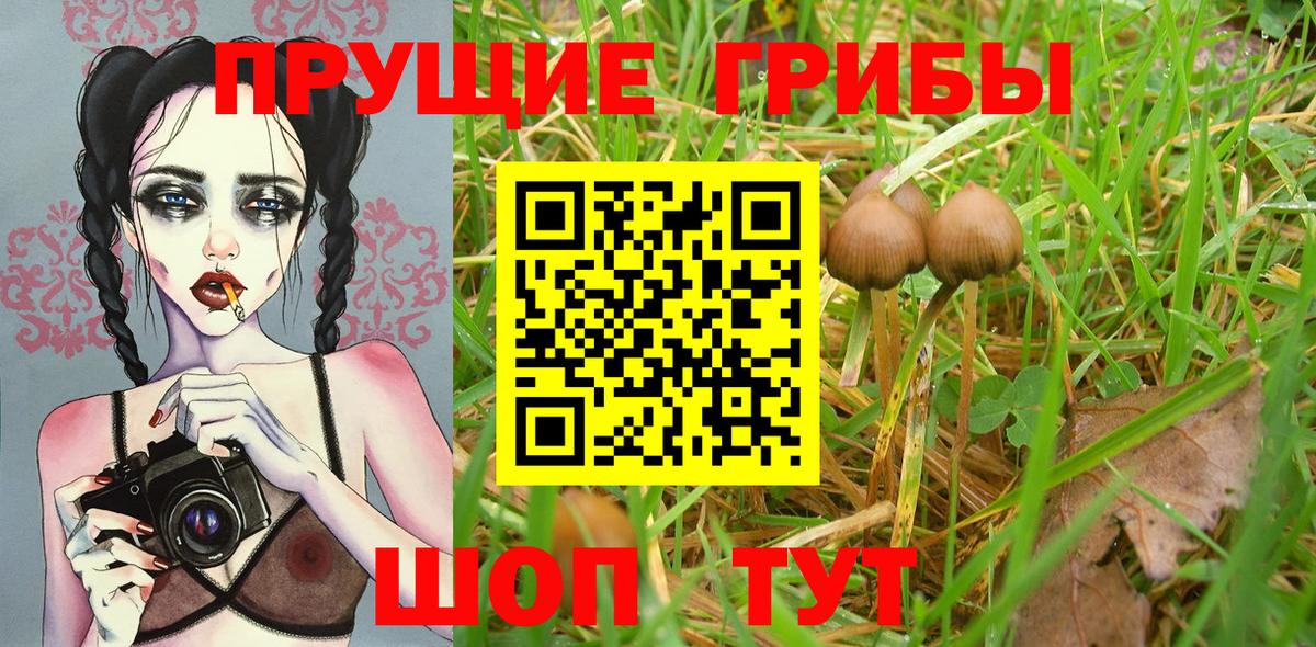 Псилоцибиновые грибы мицелий  где купить наркоту  Галлюциногенные грибы прущие грибы  Ангарск 
